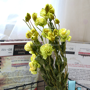 Flores Secas Naturales <span class=keywords><strong>Eustoma</strong></span> <span class=keywords><strong>Grandiflorum</strong></span> Lisianthus en Oferta para Celebraciones de Navidad y Halloween - Product Image 6