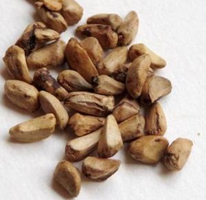 Semillas de Granada Naturales Rivercense de China, Color Amarillo Claro, Cultivadas, de Alto Nivel, Comestibles, Limpias, Secas, a Granel, Enteras, Crudas, Grado Alimenticio - Product Image 4