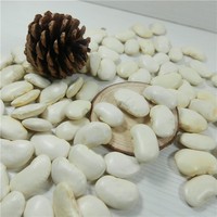 2025作物白芸豆价格/扁豆/烤豆