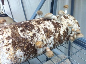 Detan Phát Triển Nấm <span class=keywords><strong>Shiitake</strong></span> Bản Ghi - Product Image 5