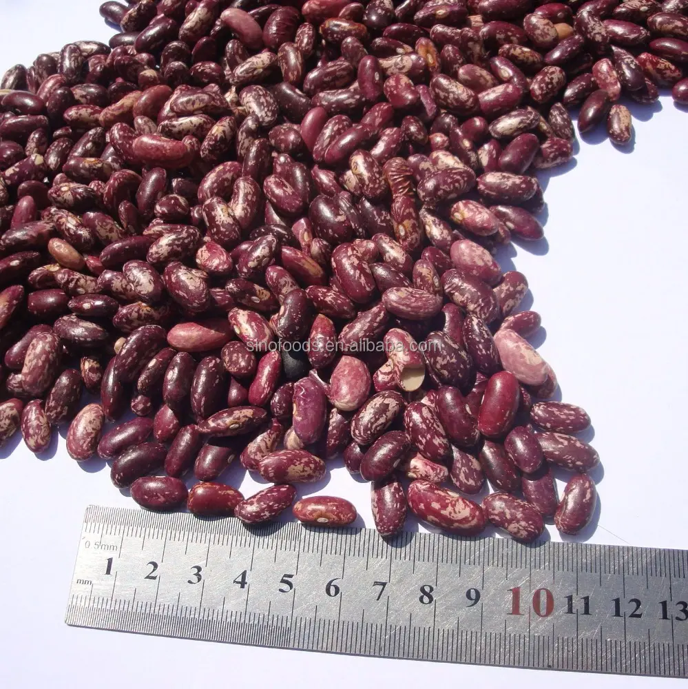 합리적인 가격 보라색 얼룩덜룩 한 신장 콩 긴 모양 중국 제작 드라이 핀토 콩
