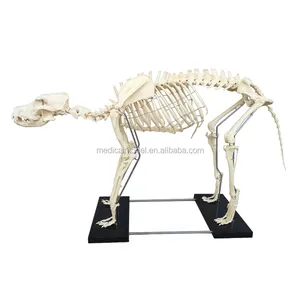 高级 PVC 材料动物大狗骨架模型
