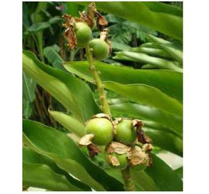 <span class=keywords><strong>Cardamomo</strong></span> Blanco Seco Natural Bai Dou Kou, Amomum Kravanh Pierre Ex Gagnep, Frutas para Especias - Product Image 4