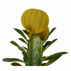 Thiết Kế tốt 80 cm Areg Cây Saguaro Cây Xương Rồng Loài Thực Vật Cây Xương Rồng Nhà Máy Đặt - Product Image 3