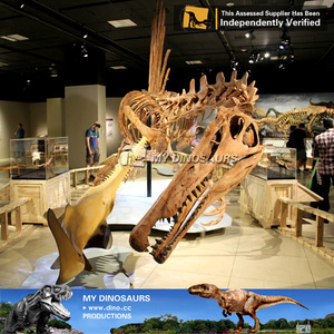 私の恐竜教育用等身大恐竜骨格模型 スピノサウルス - Product Image 5