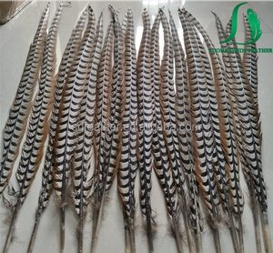 Proveedores de China de gran tamaño natural reeves <span class=keywords><strong>faisán</strong></span> plumas de cola para los trajes de carnaval - Product Image 4