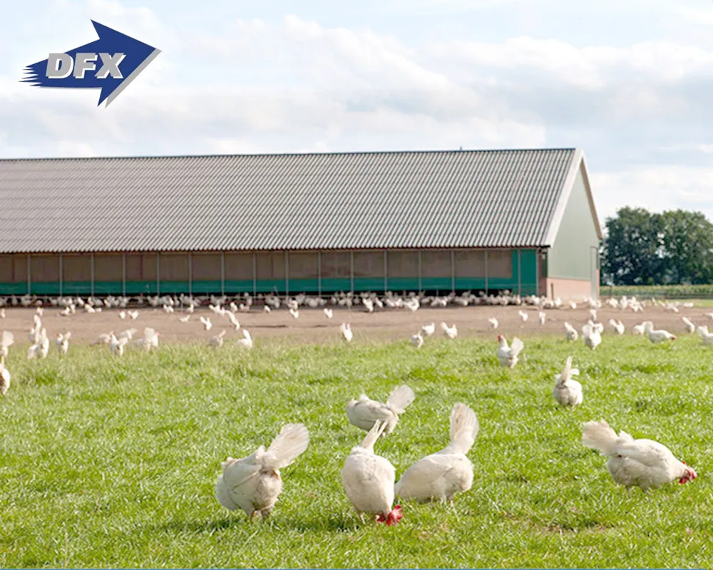 Struktur Baja Murah Lapisan Ayam Konstruksi Rumah Tata Letak