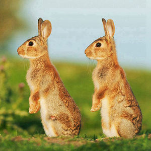 Deux mignon lapin animal de résine artisanat bricolage diamant peinture <span class=keywords><strong>image</strong></span> - Product Image 1