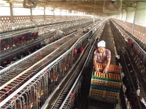 Taiwei ferme <span class=keywords><strong>de</strong></span> poulets <span class=keywords><strong>de</strong></span> chair maison et <span class=keywords><strong>poule</strong></span> oeuf ferme - Product Image 5