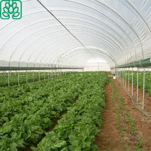 Grande Taille Haute Tunnel Poly Vert Maison Matériaux