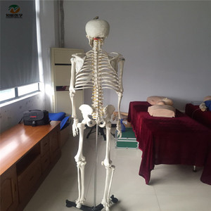 A1001 Anatomie humaine Médicale grandeur nature 180cm de hauteur PVC Squelette Assemblable Ressources pédagogiques Modèle Formation des étudiants - Product Image 4