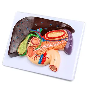 Fígado e baço pâncreas Gelsonlab HSBM-266 Plástico de Alta qualidade modelo de alívio