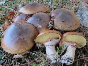 Detan salvaje <span class=keywords><strong>boletus</strong></span> compradores para setas - Product Image 5