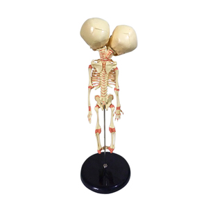 Modelo de <span class=keywords><strong>Esqueleto</strong></span> con <span class=keywords><strong>Cuello</strong></span> en V para Educación Médica de Recién Nacidos - Product Image 2