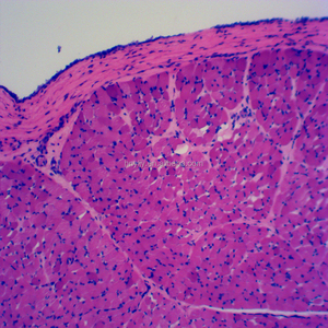 Skelettmuskulatur T. S. und L histologie rutschen/Menschlichen histologie rutschen menschlichen geweben rutschen - Product Image 3