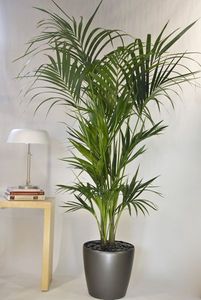 Chất Lượng Cao Trang Trí Nội Thất Kích Thước Cây Cọ Cây Nhân Tạo - Product Image 6