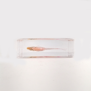 Échantillon de poisson rouge conservé Gephyrocharax Melanocheir enrobé dans un bloc de résine, équipement éducatif biologique, 60*35*18mm - Product Image 6