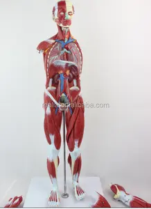 HM-BD-145 Human Body Model Human Muscle Anatomy Model