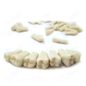 Replacement Teeth Practical False Dental Teeth Model For AG3 Frasaco Typodont Teeth Model