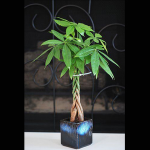 En <span class=keywords><strong>vivo</strong></span> Lucky Árbol Del Dinero En Pachira Trenzado con Plantas de Maceta de Cerámica Hecha A Mano - Product Image 1