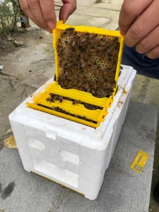 CHINABEES EPS <strong>Bee</strong> <strong>Hive</strong> Mini Foam Polystyrene Nuc Box Queen Breeding Kit New Condition Plastic Material <strong>for</strong> <strong>Sale</strong> - Product Image 6