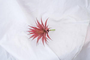 Cây Mọng Nước Nhân Tạo Một Mảnh Chất Lượng Cao Cây Nhựa Giả Tuyệt Đẹp Cây Cảm Ứng Thực Sự Mọng Nước - Product Image 6