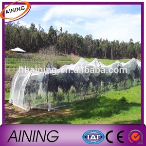 Pe anti bird <span class=keywords><strong>rete</strong></span>/agricoltura anti bird <span class=keywords><strong>rete</strong></span>(produttore)/<span class=keywords><strong>verde</strong></span> anti bird <span class=keywords><strong>rete</strong></span> - Product Image 1