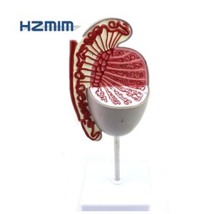 Hoden anatomie modell, menschliches Hoden modell - Product Image 3
