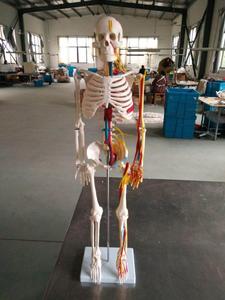 <span class=keywords><strong>Squelette</strong></span> d'anatomie artificielle grandeur nature de 180cm - Product Image 6