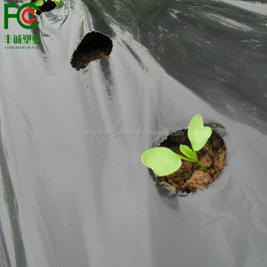 30 microns film de paillis noir pour la fraise - Product Image 2