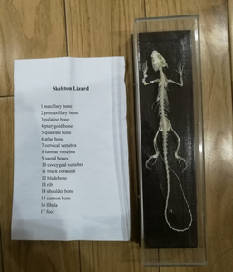 Gelsonlab HSBM-429 <span class=keywords><strong>ESQUELETO</strong></span> <span class=keywords><strong>DE</strong></span> REPTIL <span class=keywords><strong>ESQUELETO</strong></span> <span class=keywords><strong>DE</strong></span> HUESO NATURAL MODELO <span class=keywords><strong>DE</strong></span> <span class=keywords><strong>ESQUELETO</strong></span> <span class=keywords><strong>DE</strong></span> REPTIL - Product Image 5