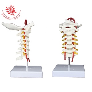 자궁 경부 척추 목 척추 후두 뼈 뇌 줄기 모델 7 조각 인간의 척추 기둥 - Product Image 4