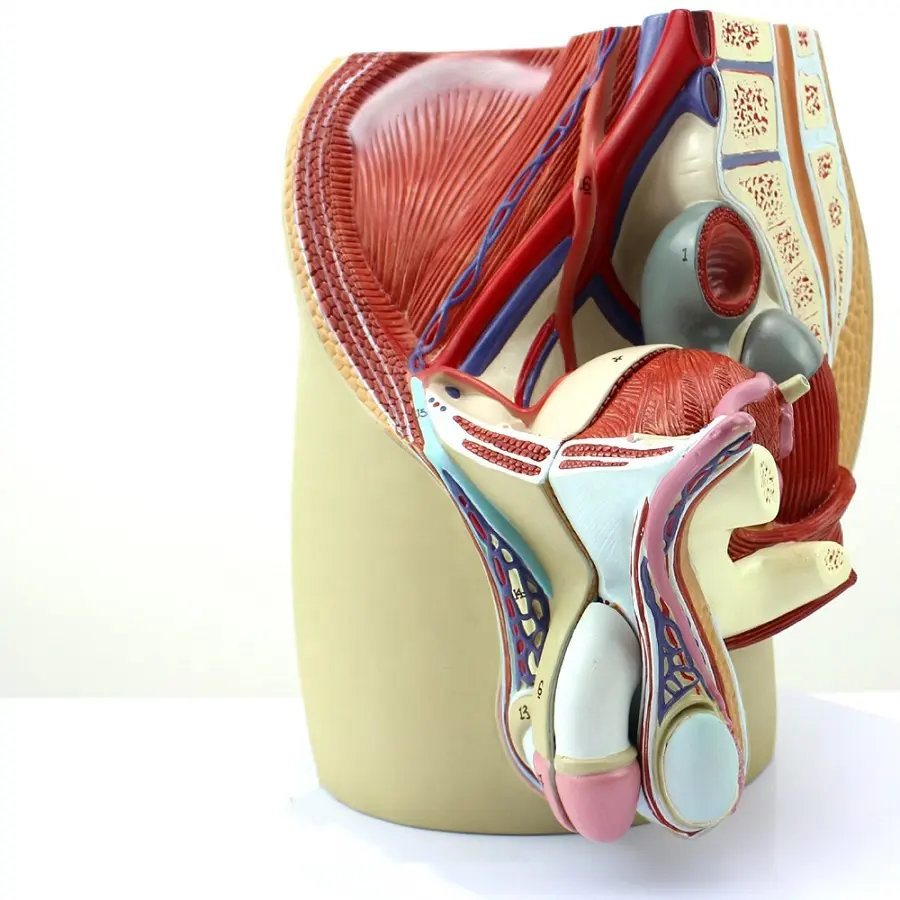 Human Male Reproductive Urinary Pelvic System Model