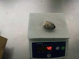 Bào Ngư Nửa Vỏ Frozrn Tươi Bán Chạy Chất Lượng Tốt - Product Image 5