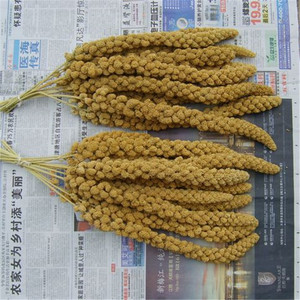 Huang Gu Sui Chinese Supply Gele Vogel Feed Spray Gierst - Product Image 2