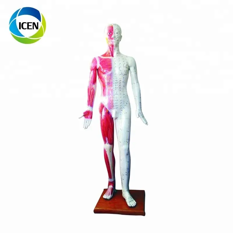 IN-501 178 CM Deluxe Medical Human Muscle Acupoint Model Male Acupuncture Model for moxibustion