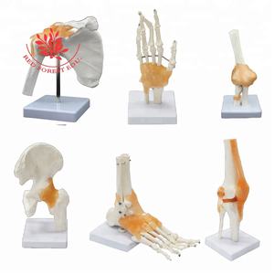 Modèles articulaires fonctionnels de la série démonstrative pour l'épaule, le coude, la hanche, le genou, la main et le pied, avec ligaments et os, pour usage clinique - Product Image 6