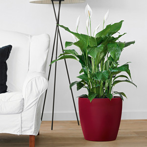 Ngoài Trời Thông Minh Trang Trí Kích Thước Lớn Nhựa Sợi Thủy Tinh Trắng Men Baking Hoàn Thiện Lười Biếng Hydroponics Flowerpot <span class=keywords><strong>Planter</strong></span> - Product Image 2