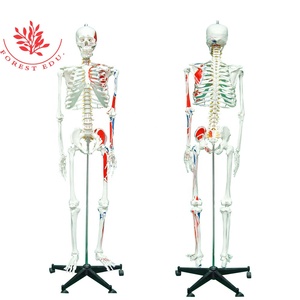 Modelo 3D <span class=keywords><strong>de</strong></span> Esqueleto Humano <span class=keywords><strong>de</strong></span> Ciencia Médica, Anatomía <span class=keywords><strong>de</strong></span> Esqueleto <span class=keywords><strong>de</strong></span> 170 cm <span class=keywords><strong>de</strong></span> Tamaño Real, Origen y Acción Muscular - Product Image 3