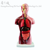Modelo de Torso humano Modelo de Anatomía de órganos internos humanos del tronco de un cuerpo humano Enseñanza médica