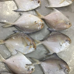 <span class=keywords><strong>Poisson</strong></span> Pomfret <span class=keywords><strong>Argent</strong></span>é Congelé Frais à Prix Bas, <span class=keywords><strong>Poisson</strong></span> Pomfret Blanc Congelé - Product Image 6