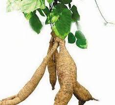 Заводская поставка 10:1 экстракт корня кудзу <span class=keywords><strong>Pueraria</strong></span> <span class=keywords><strong>Lobata</strong></span> <span class=keywords><strong>Pueraria</strong></span> Mirifica Порошок - Product Image 5