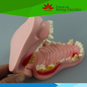Modèle de <span class=keywords><strong>dents</strong></span> de chien, <span class=keywords><strong>dents</strong></span> en plastique, science médicale directe, usine directe - Product Image 3