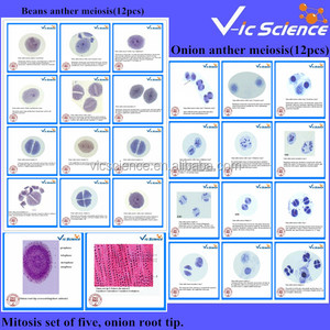 Kính hiển vi chuẩn bị Slide meiosis chuẩn bị Slide/mitosis chuẩn bị Slide - Product Image 6
