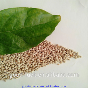 <span class=keywords><strong>Chino</strong></span> de alta calidad de semilla de perilla( 2014 cosecha) - Product Image 4