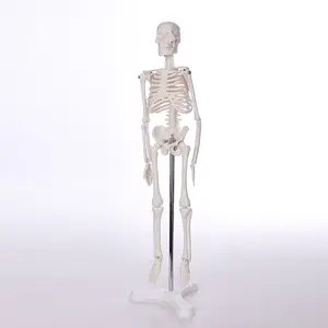 BIX-A1001 Yapay insan iskeleti 180 CM anatomik modeli