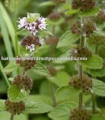 น้ำมันหอมระเหย Mentha arvensis ออร์แกนิกคุณภาพระดับพรีเมี่ยม: ผู้จำหน่ายคุณภาพชั้นนำสำหรับอุตสาหกรรมอาหารและครัวเรือน - Product Image 2