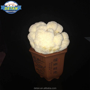 Detan Pom Pom Spawn/Spores de Champignons - Product Image 1
