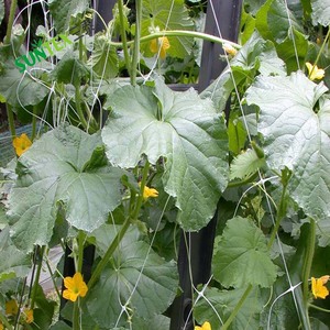 15Cm Kích Thước Lỗ Trắng PP Căng Nhựa Vườn Trellis Lưới Rau Nhà Máy Hỗ Trợ Net - Product Image 5