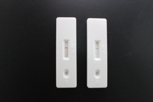 Kit Uji Cepat Bakteri Brucellosis Anjing - Product Image 2